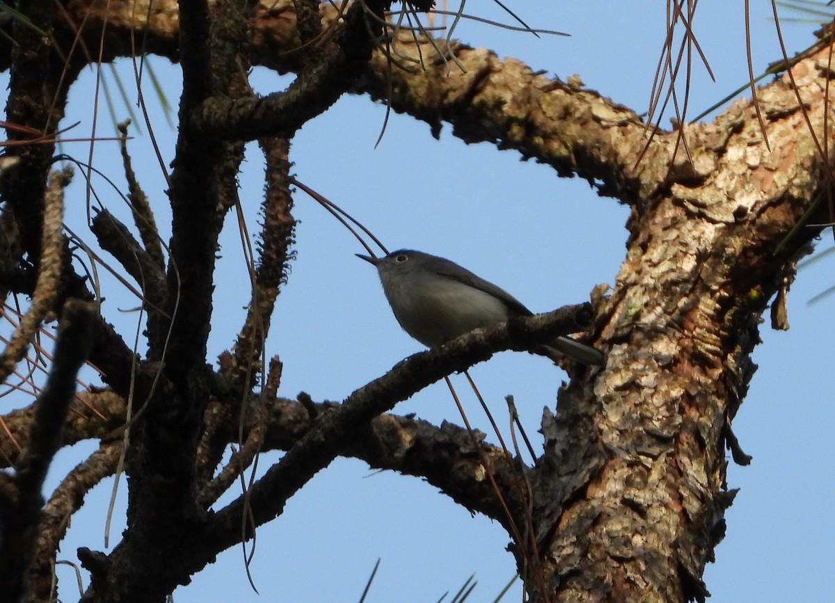 Blue-gray Gnatcatcher - ML441593091