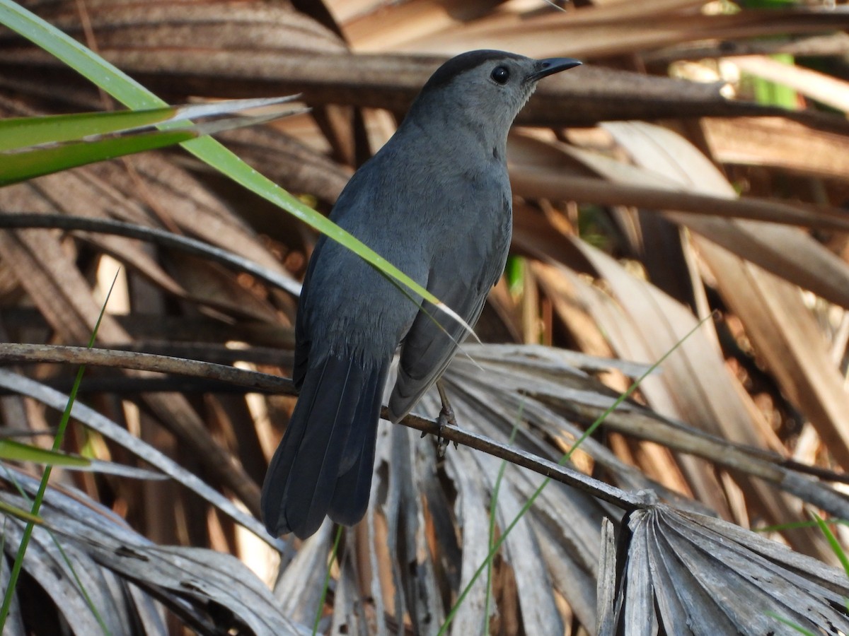 Moqueur chat - ML441593491