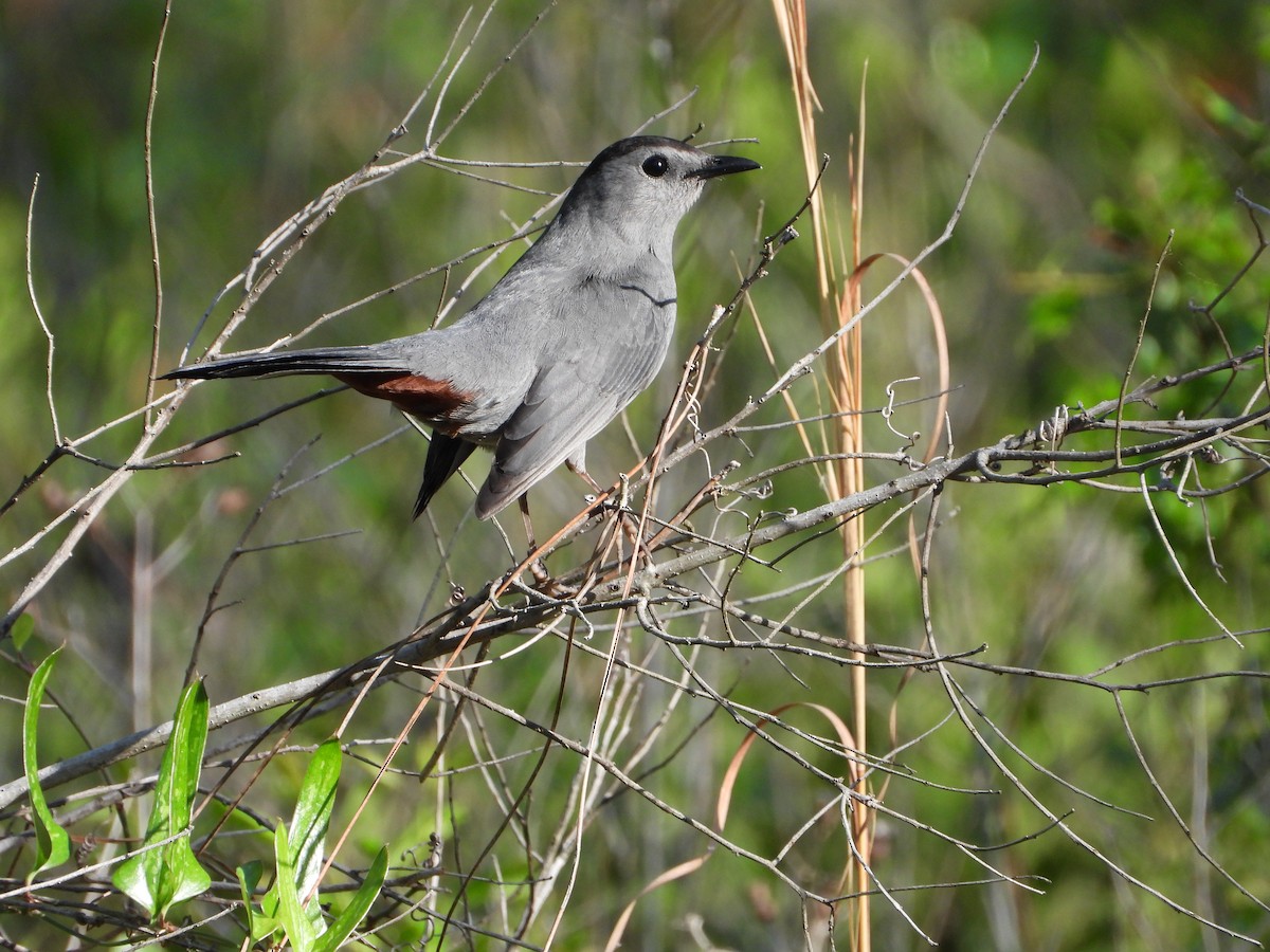 Gray Catbird - ML441593651