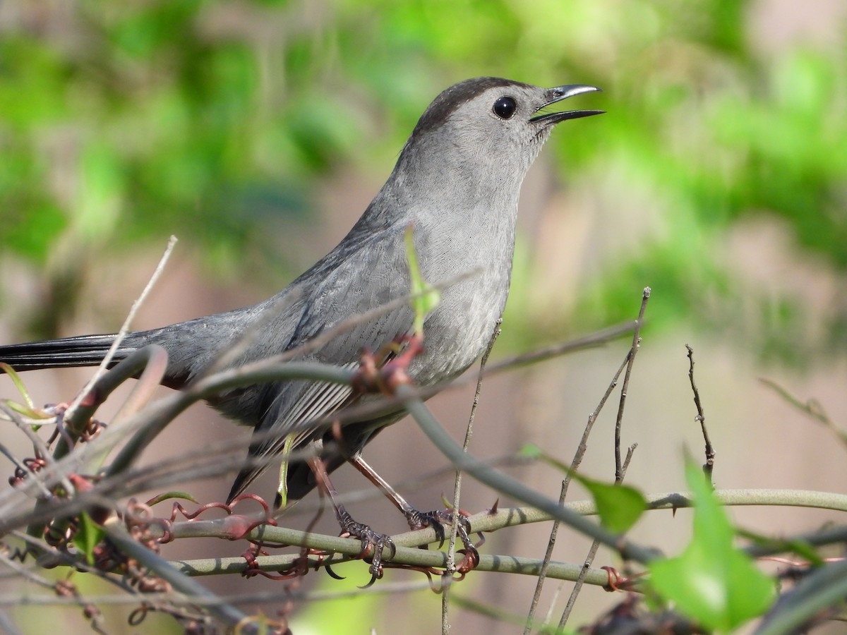 Gray Catbird - ML441593761