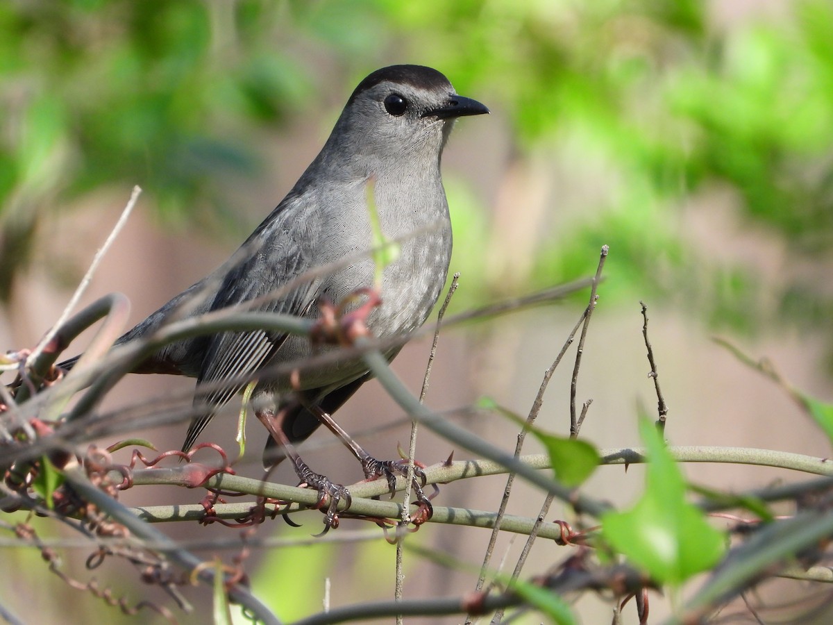 Moqueur chat - ML441593941