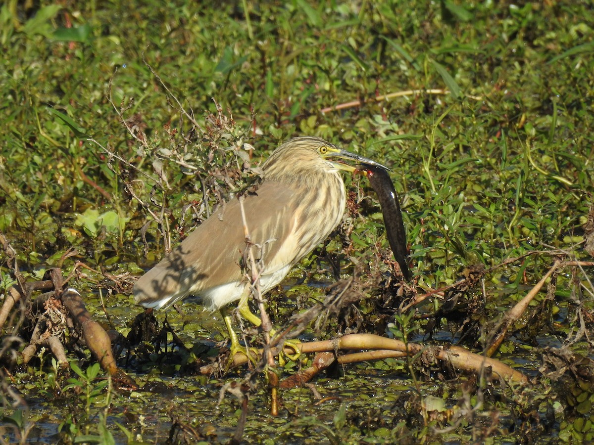 Indian Pond-Heron - ML44159471