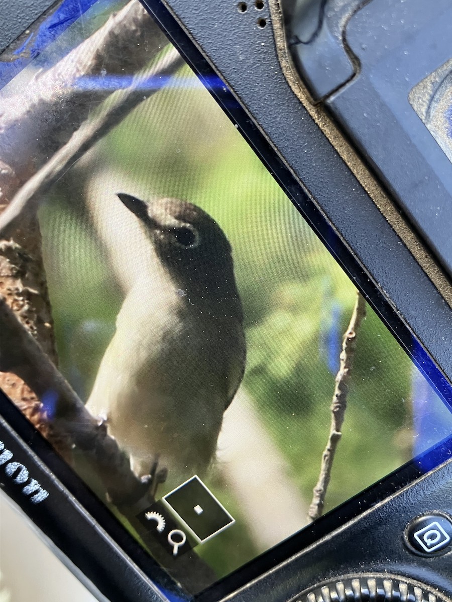 Cassin's Vireo - ML441594761