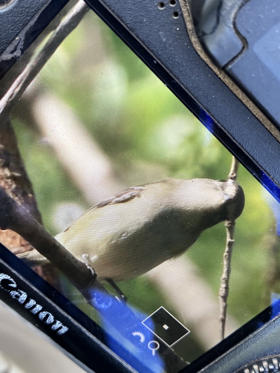 Cassin's Vireo - ML441594771