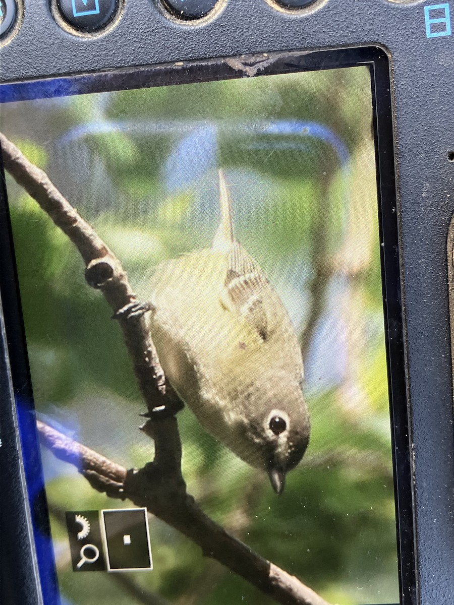 Cassin's Vireo - ML441594781