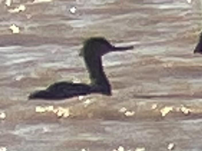 Red-breasted Merganser - ML441595391