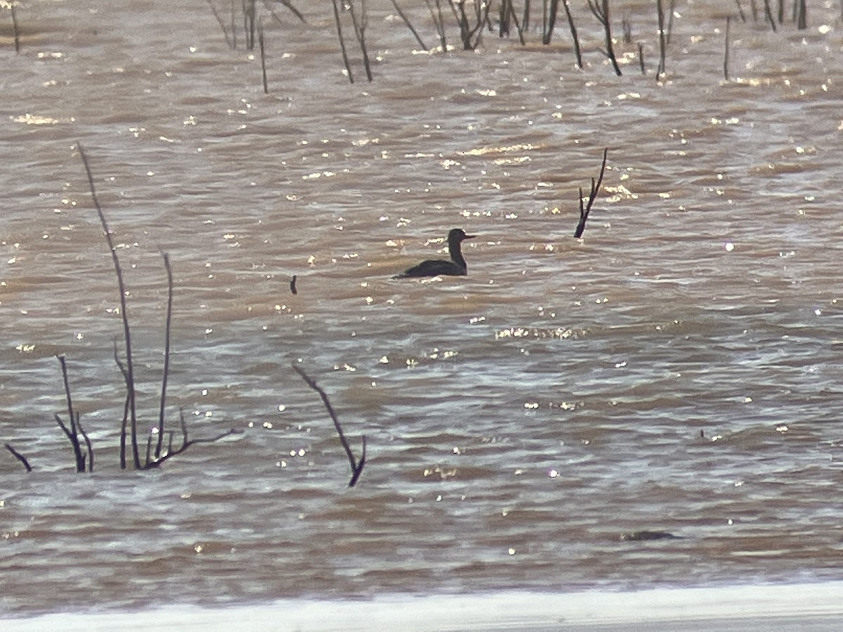 Red-breasted Merganser - ML441595451