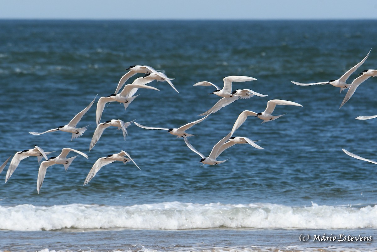 Sandwich Tern - ML441595461