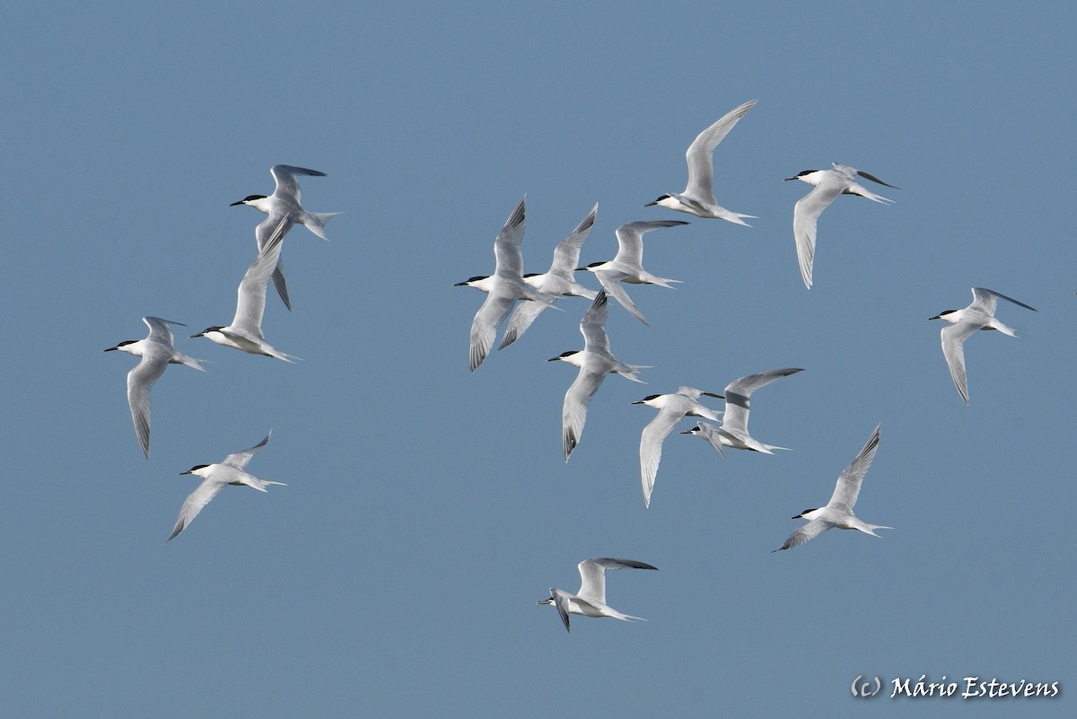 Sandwich Tern - ML441595471