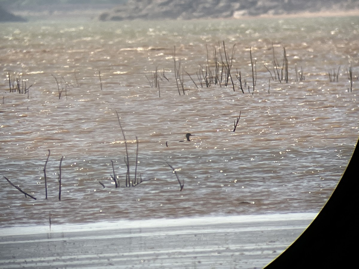 Red-breasted Merganser - ML441595521