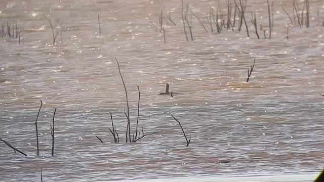 Red-breasted Merganser - ML441595571