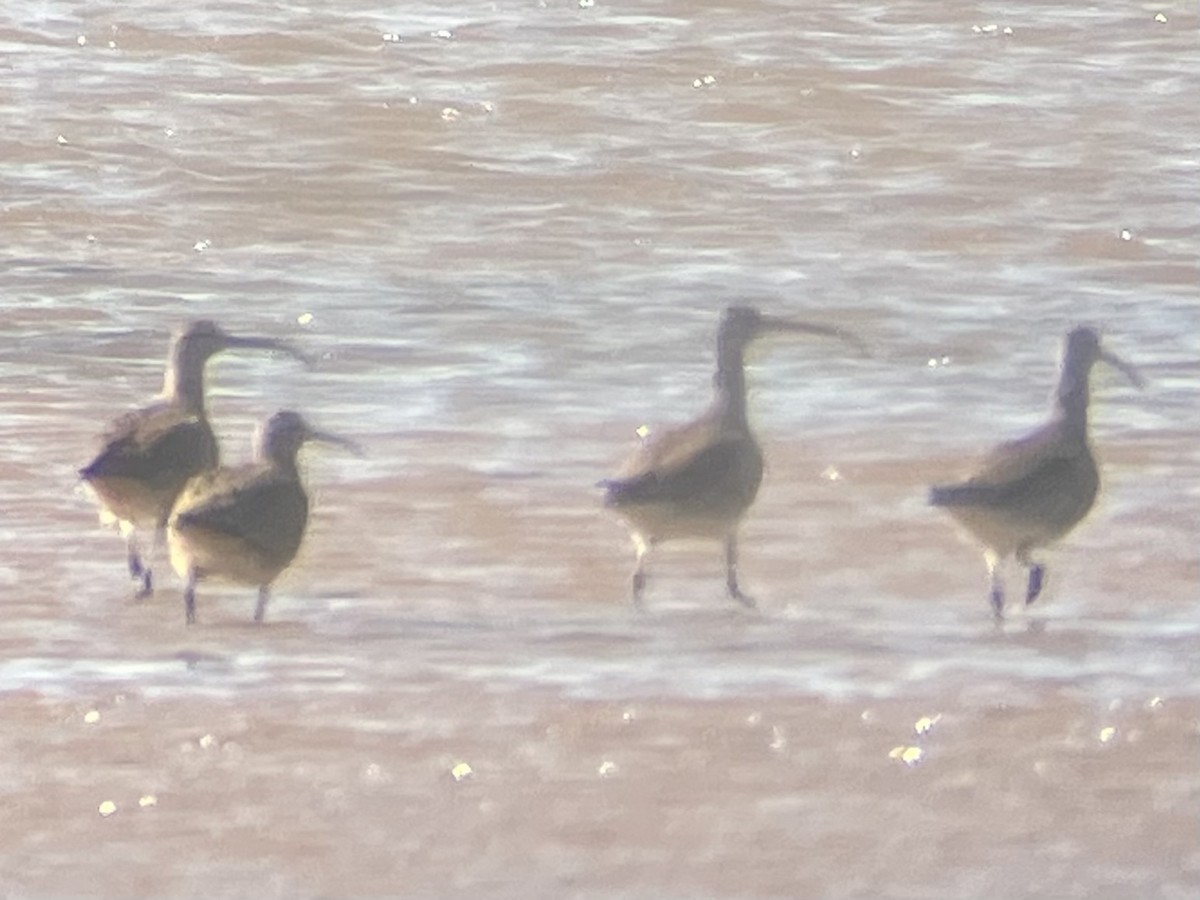 Whimbrel (Hudsonian) - ML441595681