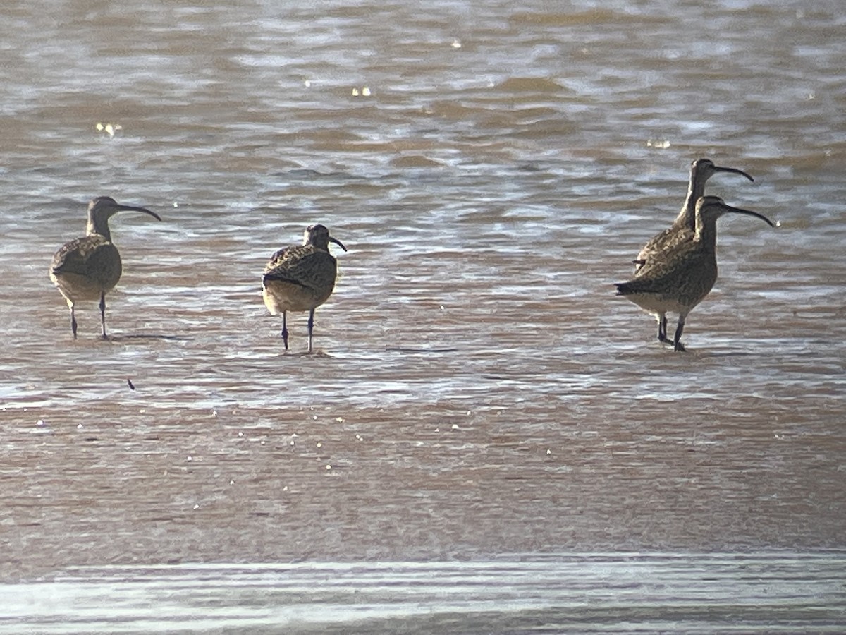 Whimbrel (Hudsonian) - ML441595721