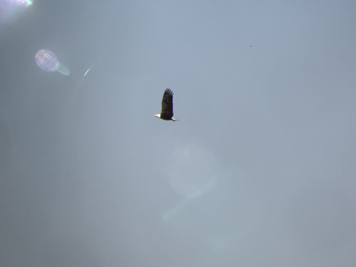 Bald Eagle - ML441596111