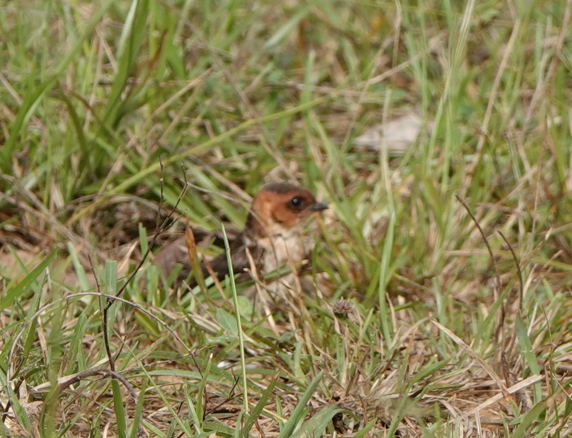 Tawny-headed Swallow - ML441598011