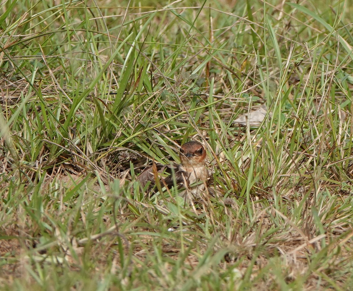 Tawny-headed Swallow - ML441598021