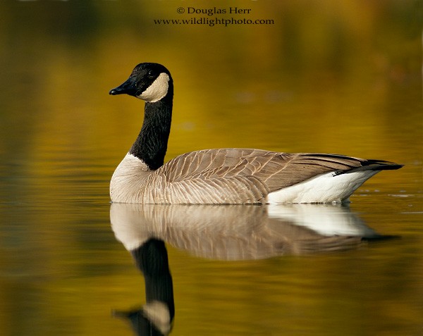 Canada Goose - Douglas Herr