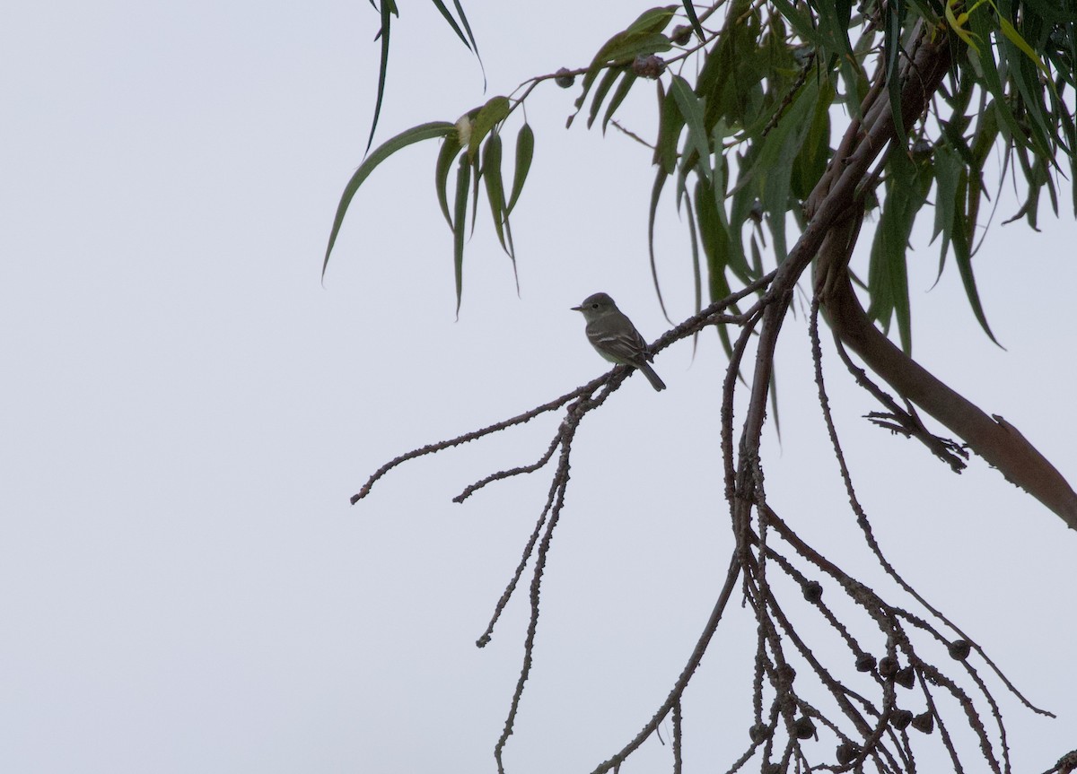 Gray Flycatcher - ML441600321