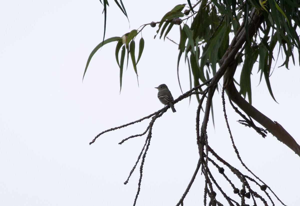 Gray Flycatcher - ML441600341
