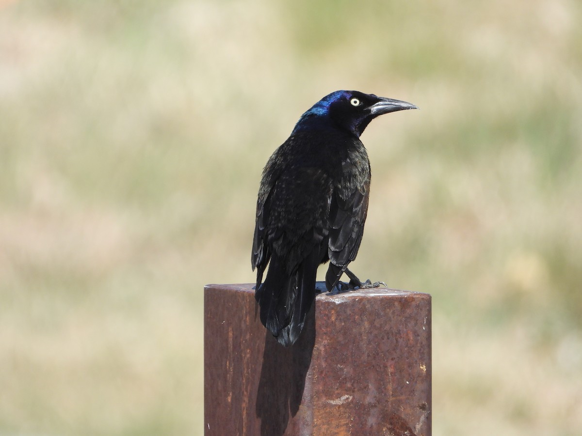 Common Grackle - Jeff Percell