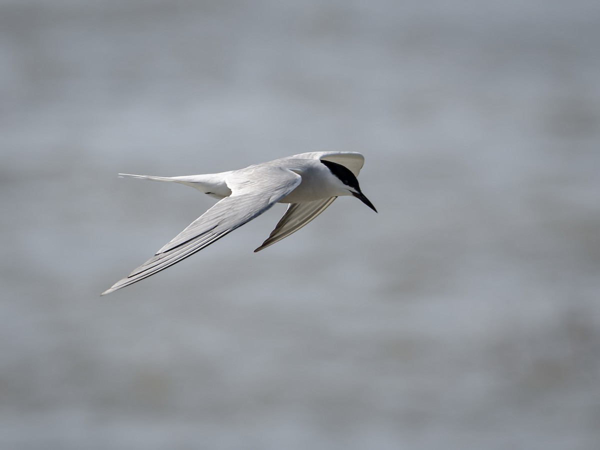Gull-billed Tern - ML441601981