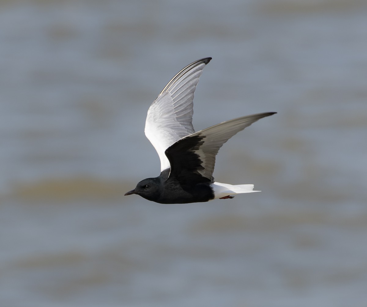 White-winged Tern - ML441602061