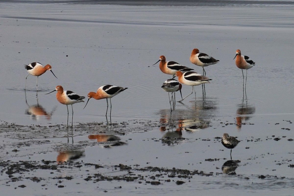 American Avocet - ML441602401