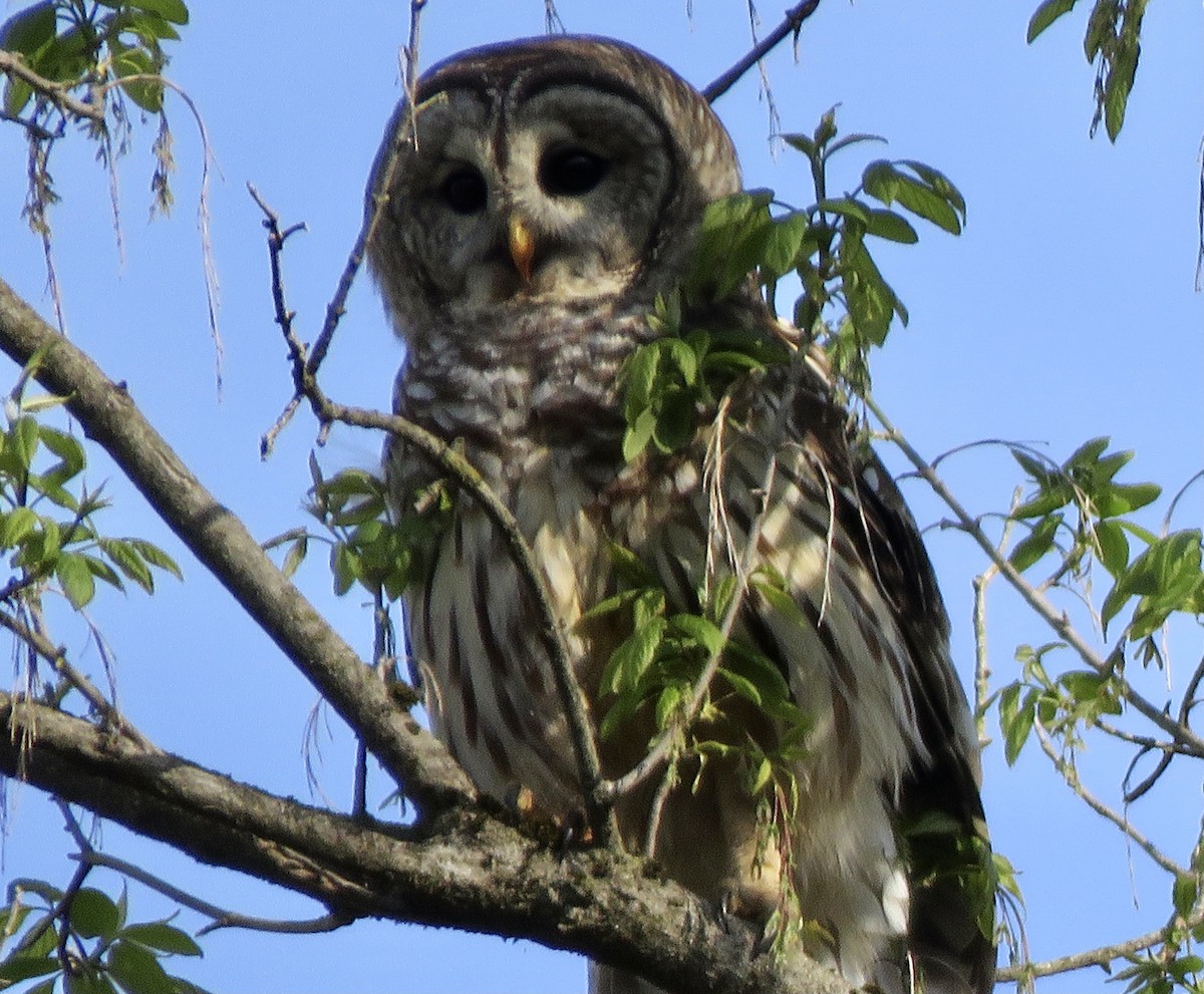 アメリカフクロウ - ML441604101