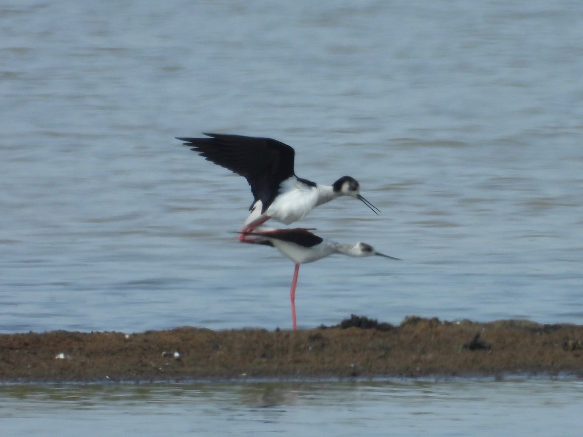 Black-winged Stilt - ML441604121