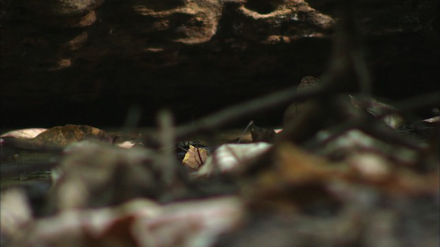 House Wren (Northern) - ML441605