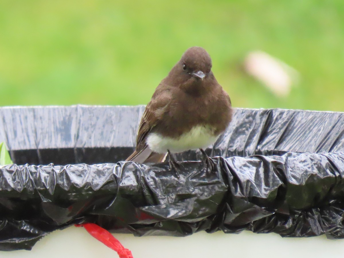 Black Phoebe - ML441605211