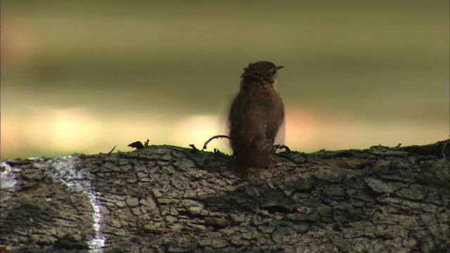 House Wren (Northern) - ML441606