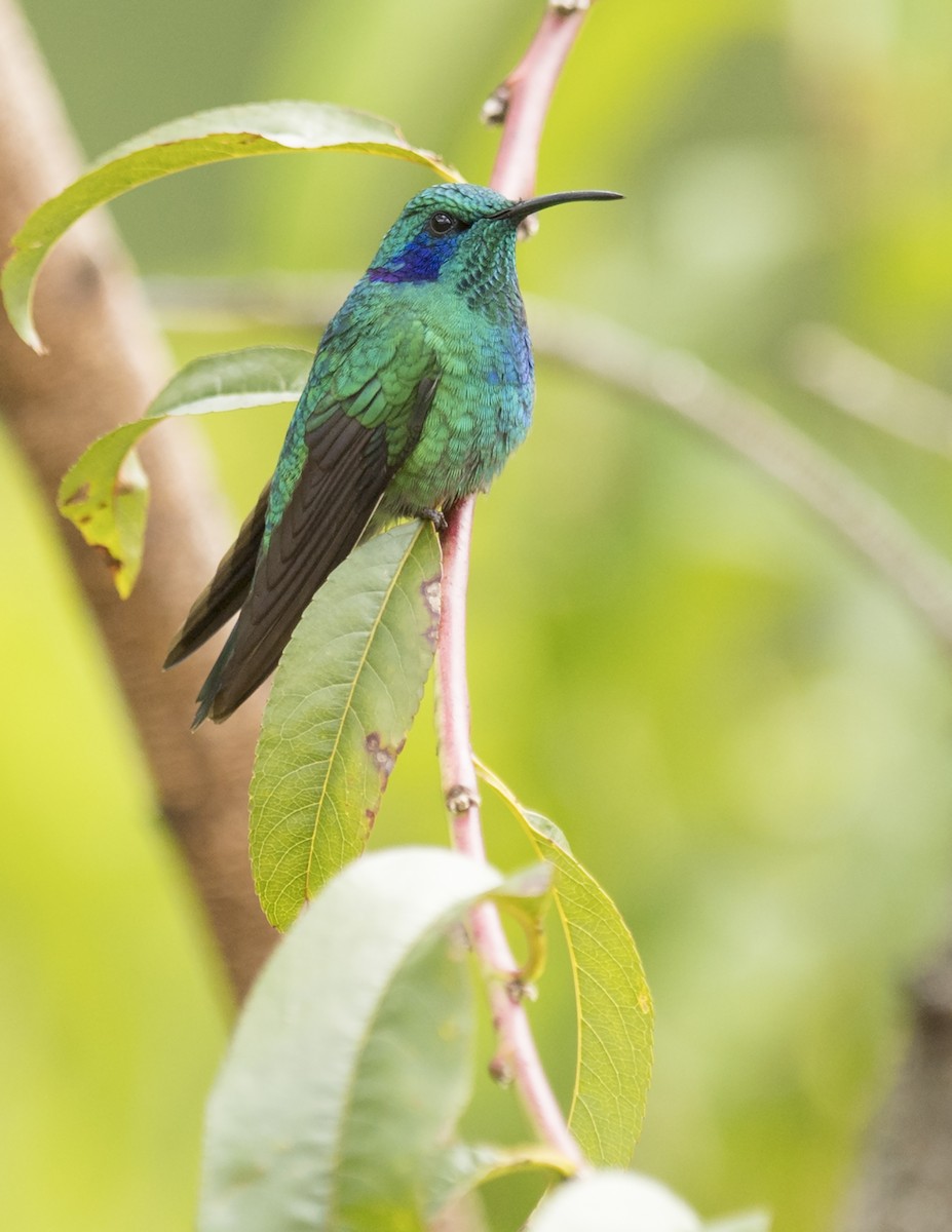 kolibřík modrouchý - ML44160631