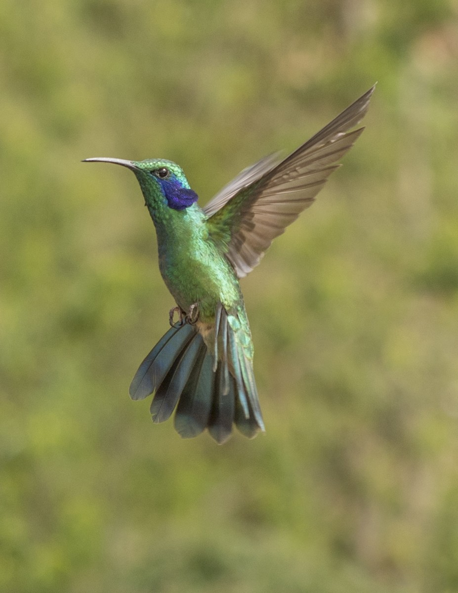 kolibřík modrouchý - ML44160641