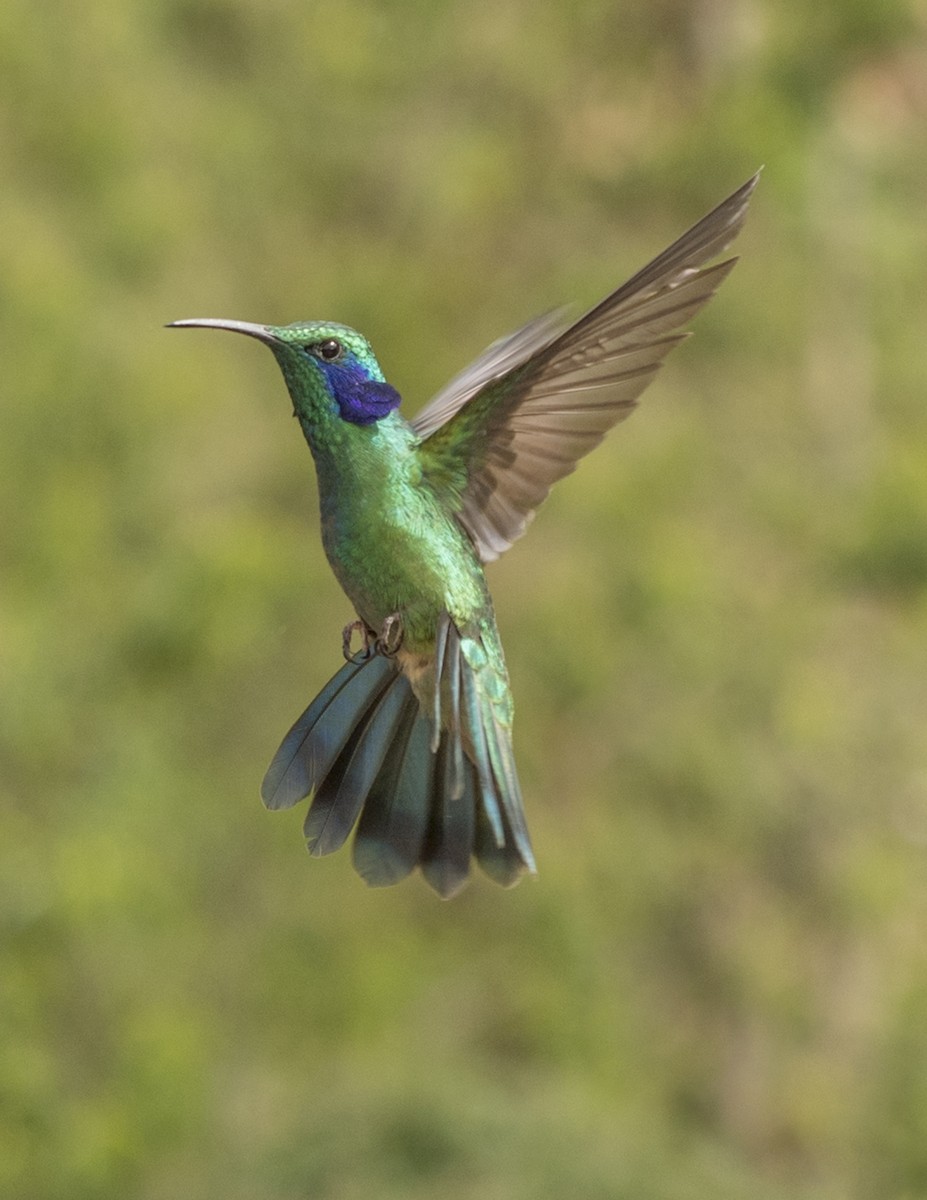 Berg-Veilchenohrkolibri - ML44160641