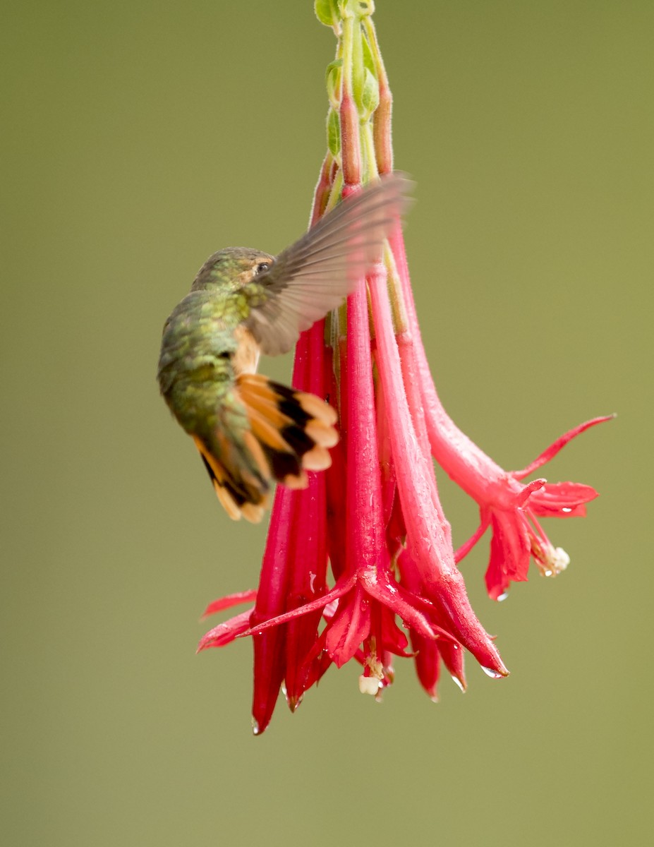 Scintillant Hummingbird - ML44160651