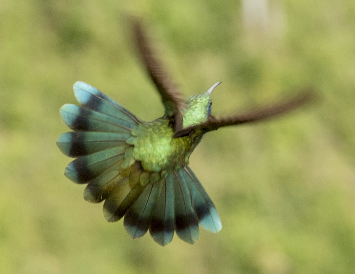 kolibřík modrouchý - ML44160681