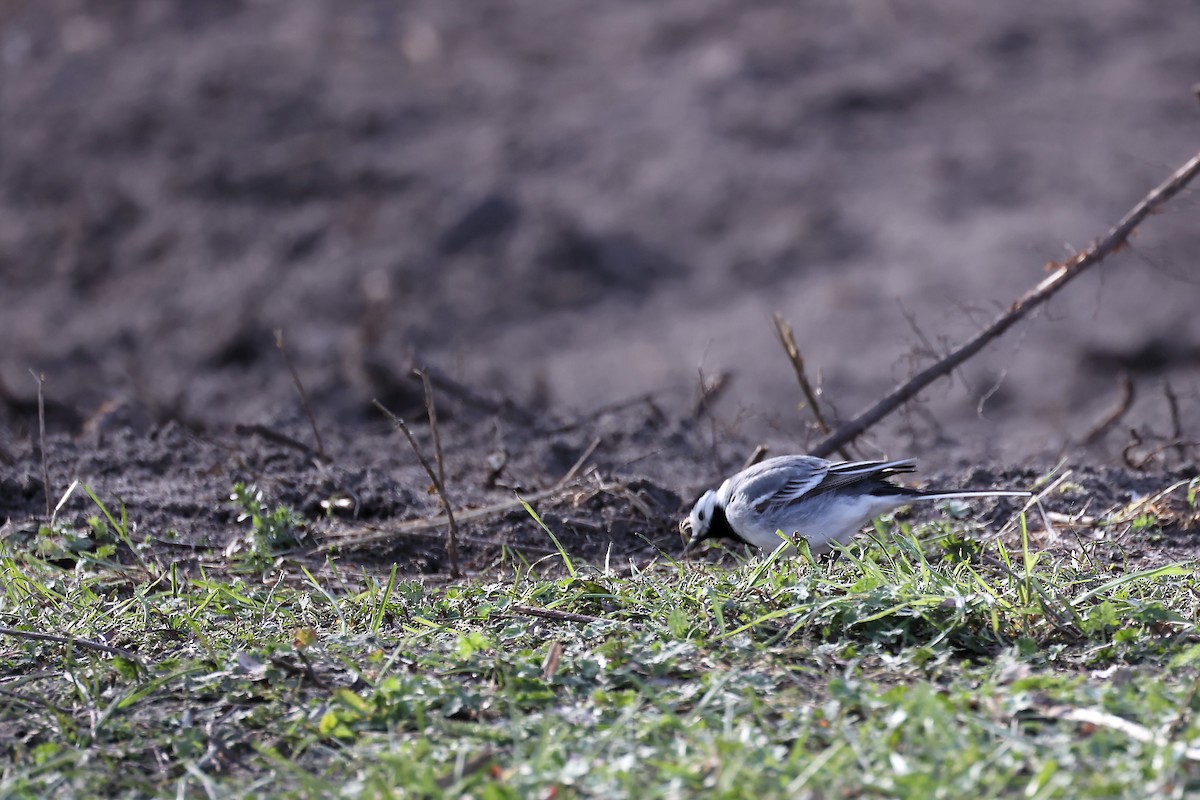 White Wagtail - ML441606891