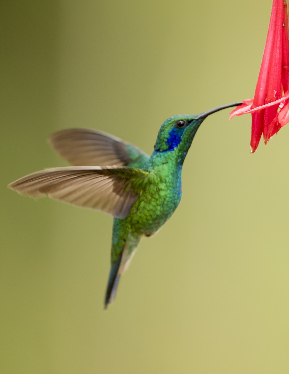 kolibřík modrouchý - ML44160691