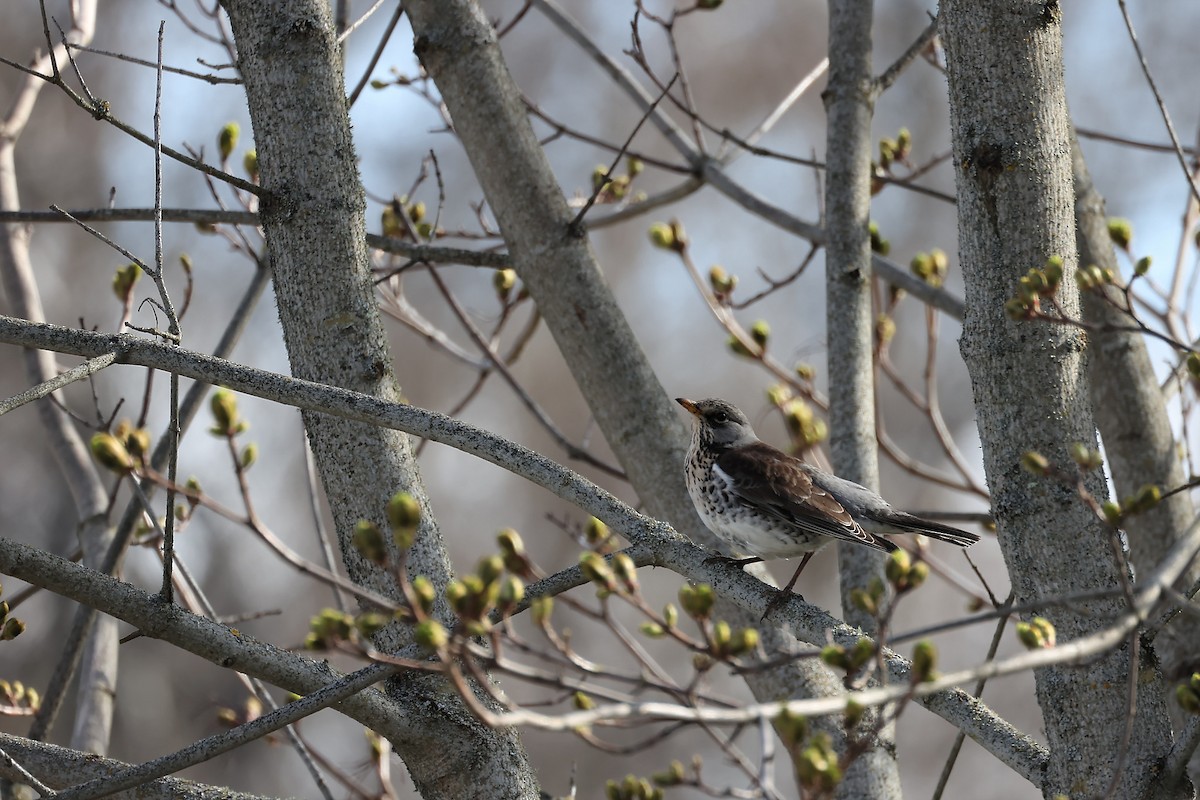 Fieldfare - Anonymous