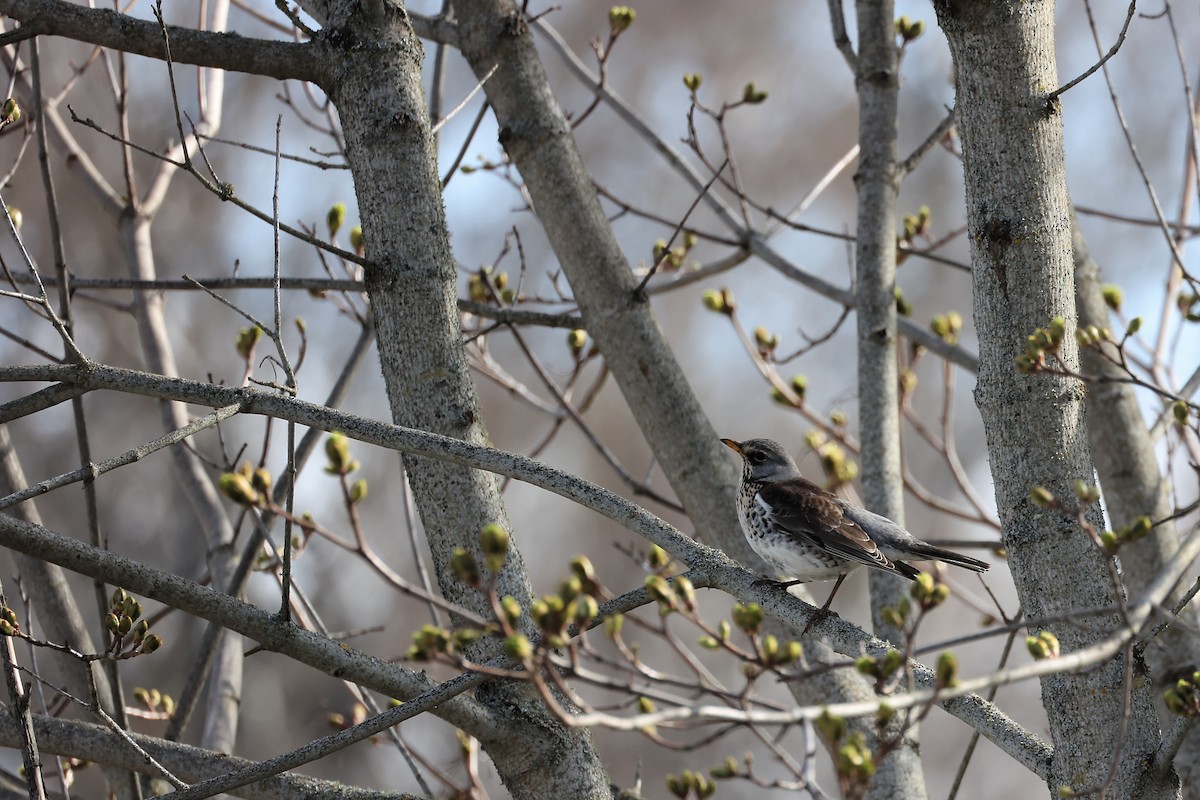 Fieldfare - ML441607171