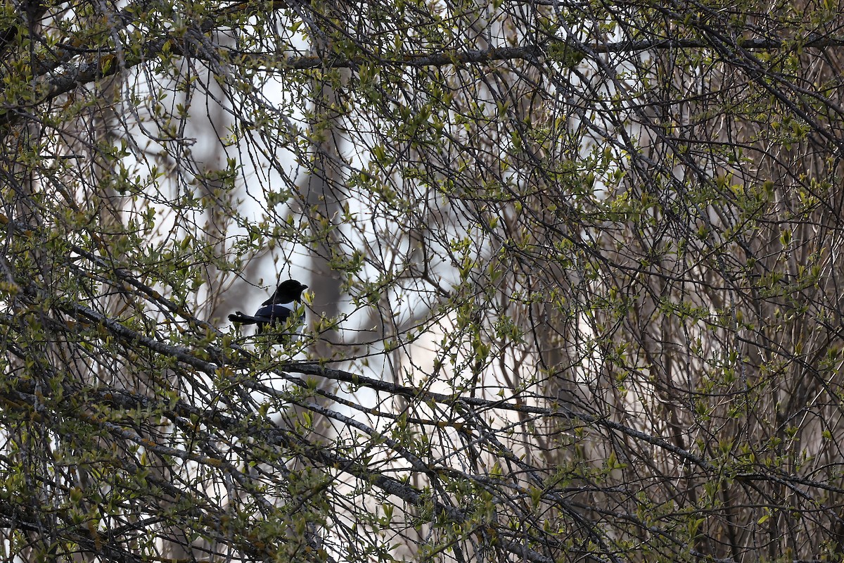 Eurasian Magpie - ML441607241