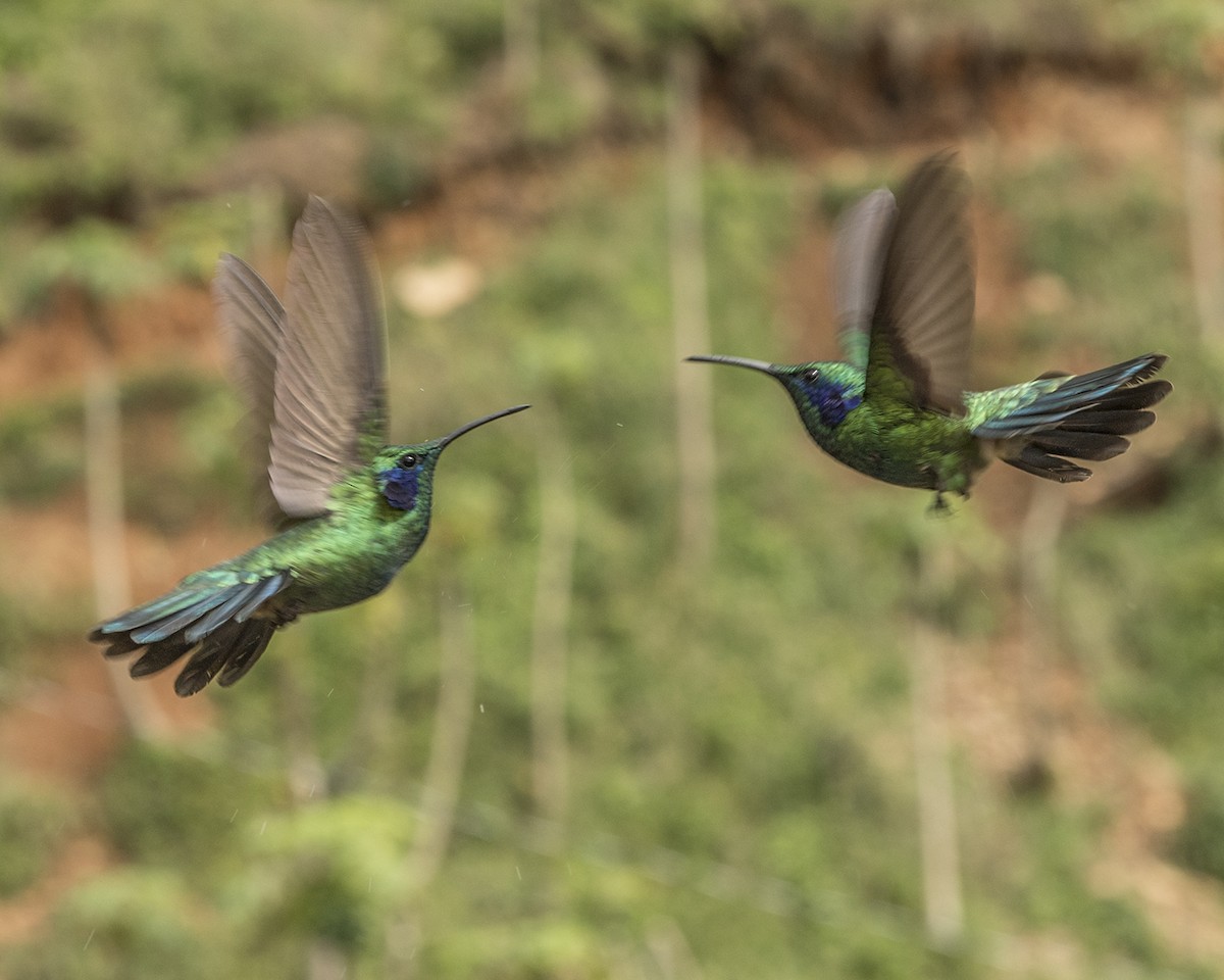 kolibřík modrouchý - ML44160731