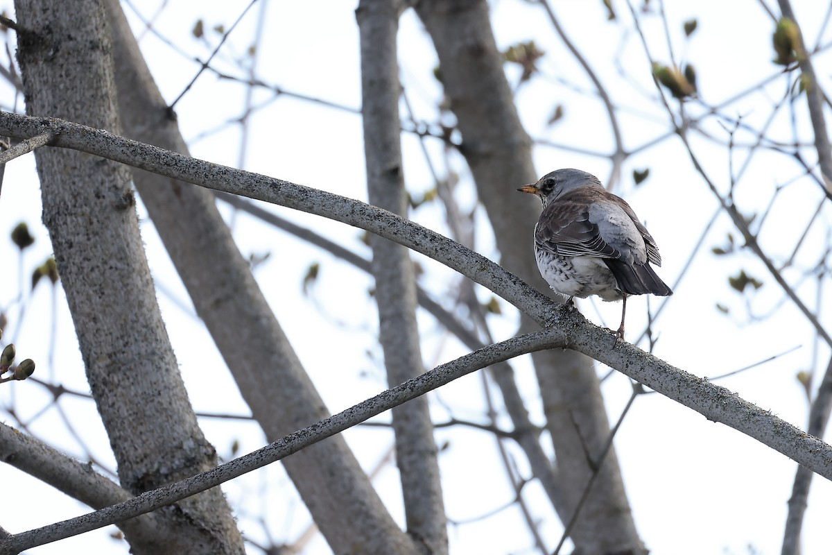 Fieldfare - Anonymous