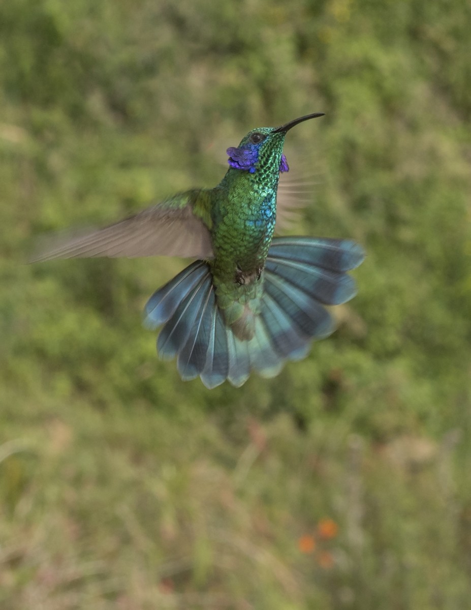 kolibřík modrouchý - ML44160771