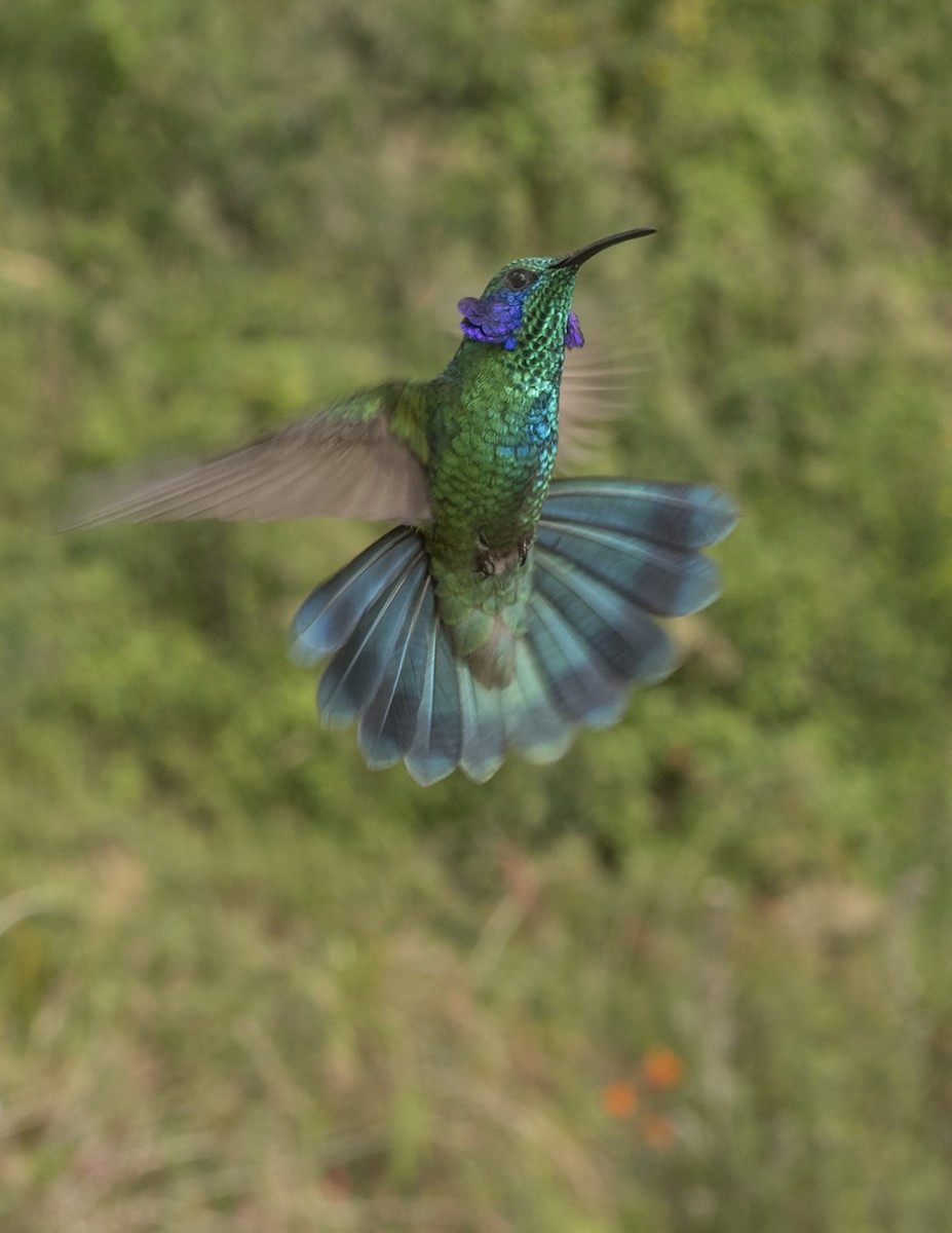 Berg-Veilchenohrkolibri - ML44160771