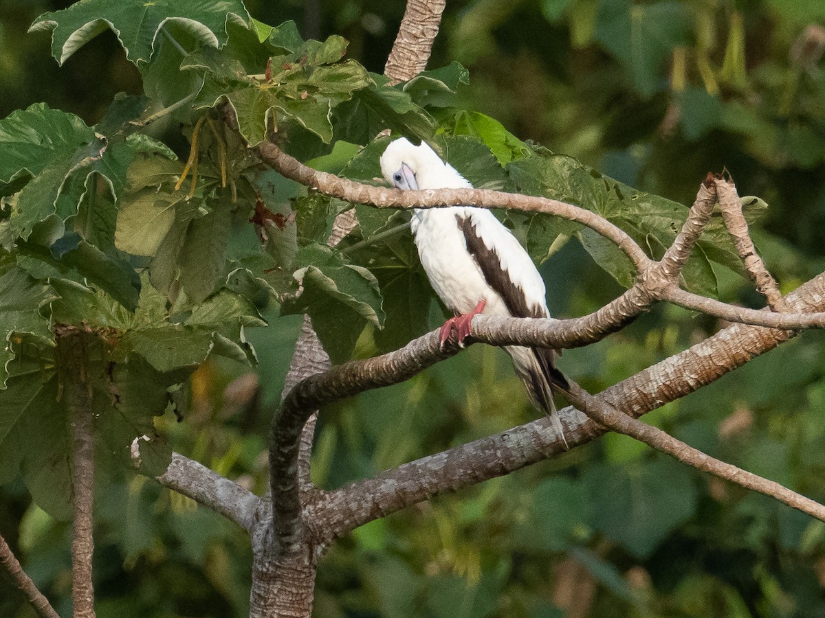 Red-footed Booby - ML441608791