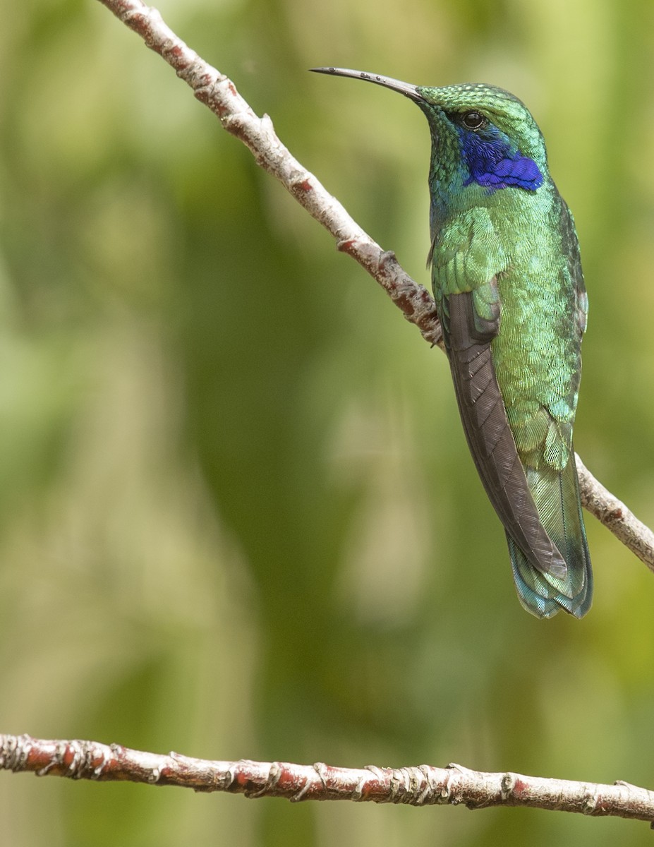 kolibřík modrouchý - ML44160951