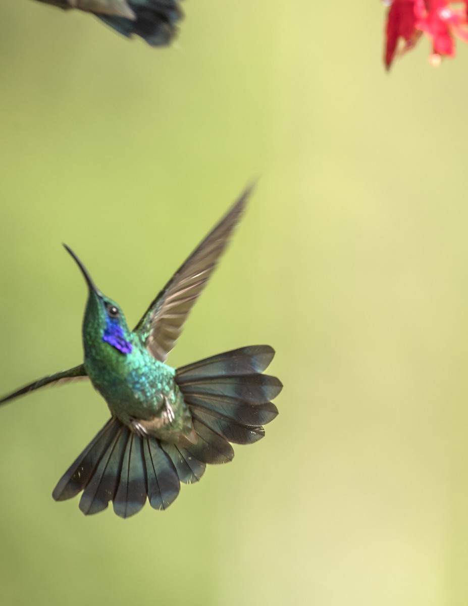 kolibřík modrouchý - ML44160981