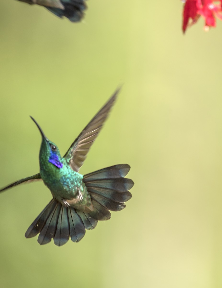 Berg-Veilchenohrkolibri - ML44160981